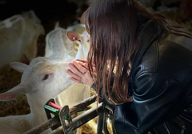 elevage de chèvre à Villandry près de Tours en Indre-et-Loire 37